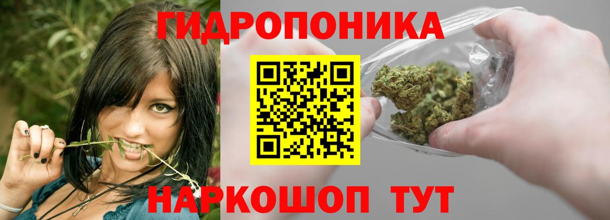Каннабис OG Kush Бор